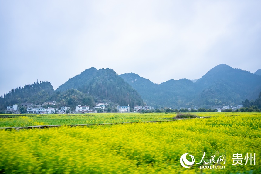 景区内盛开的油菜花。人民网记者 涂敏摄