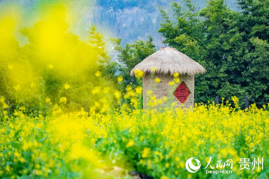景区内盛开的油菜花。人民网记者 涂敏摄