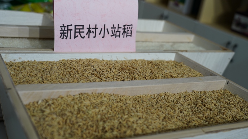 2024年1月8日,贵州省纳雍县昆寨乡新民村展示的小站稻。江婵摄_副本.jpg