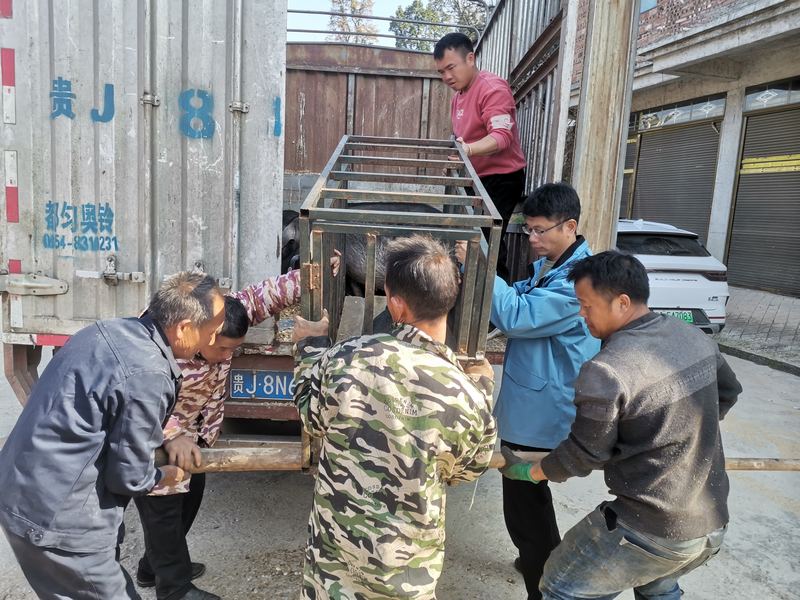 3 图为为村民销售生猪.jpg
