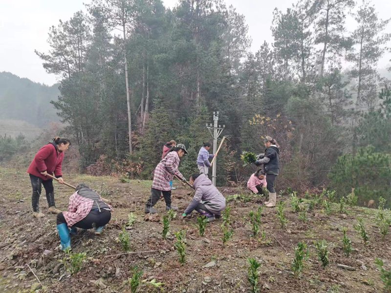 群众正在地里种植茶树。
