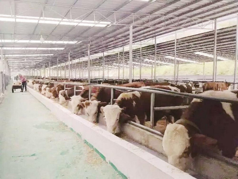 荆角乡招商引资良云肉牛养殖场。