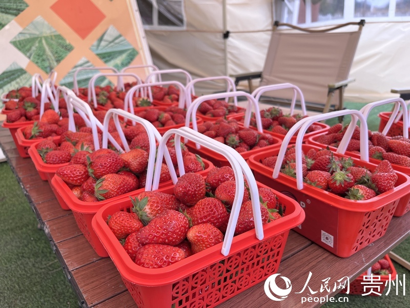 采摘装篮的草莓色泽红艳。人民网 陈洁泉摄