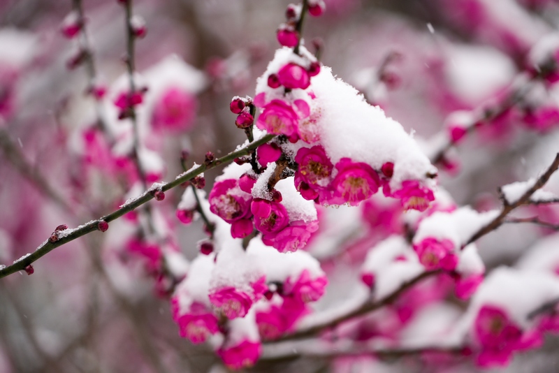 梅花积雪。