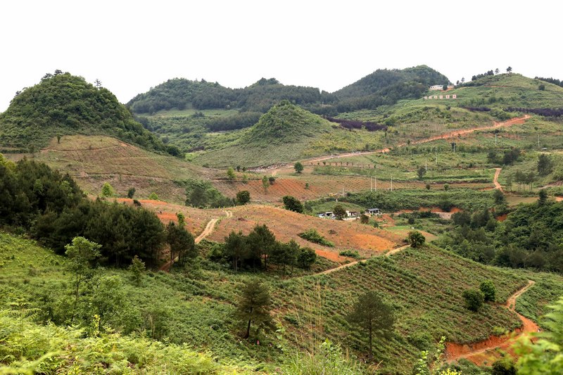 4、吳光榮正在打造的油茶基地。龍裡縣融媒體中心供圖.JPG