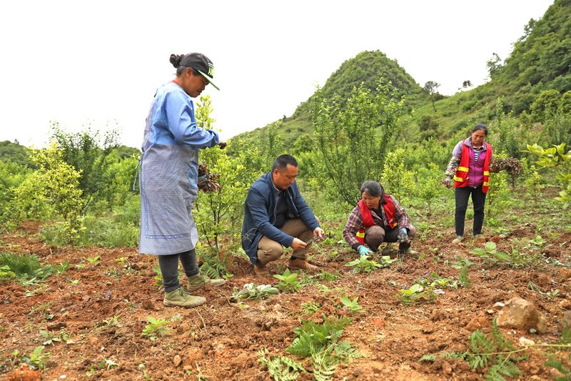 5、吳光榮（左二）指導當地群眾種植中藥材。龍裡縣融媒體中心供圖.JPG