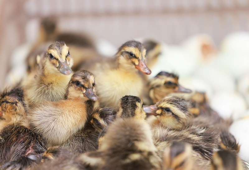 三穗县瓦寨镇一鸭繁养殖基地刚孵化的小鸭。龙兴伟摄