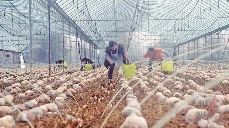 思南县各乡镇种植的羊肚菌迎来成熟采摘期，一朵朵鲜嫩水灵的羊肚菌抢“鲜”上市，一派丰收景象。