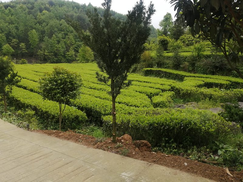 南江乡茶园。