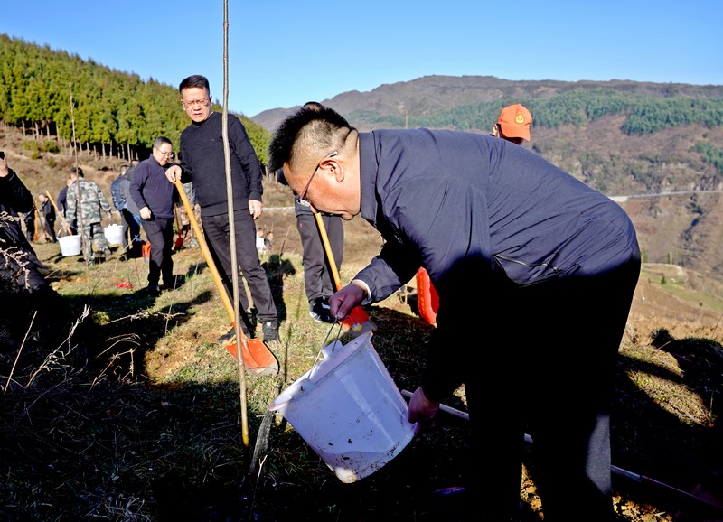 2024年2月18日，贵州省纳雍县文昌街道大屯社区，县长禄斌在给树苗浇水。