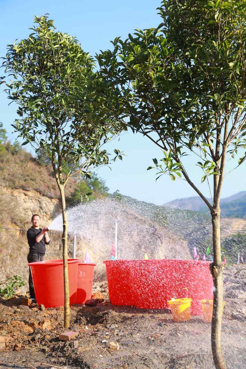 2月18日，干部职工在贵州省黔东南州剑河县义务植树点植树。