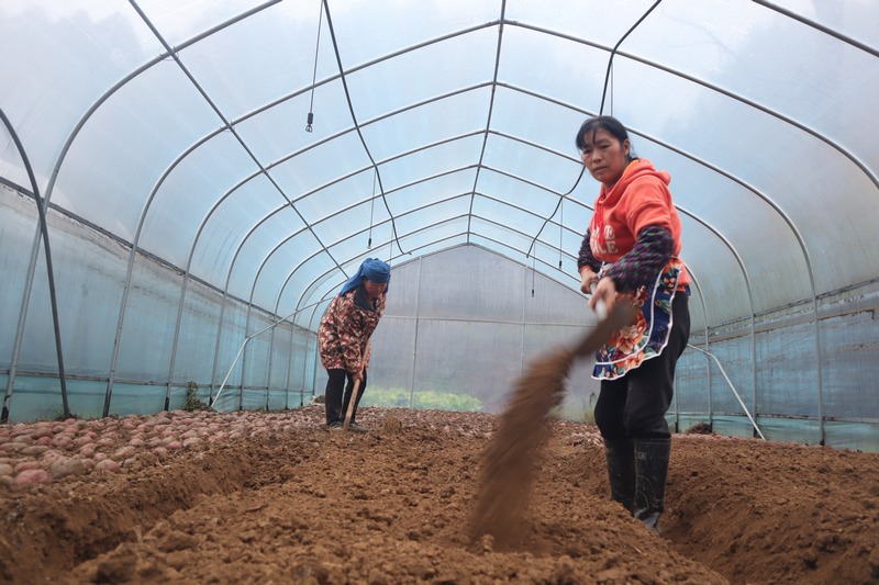 思南县三道水乡周寨村群众正在开展红薯育苗工作。