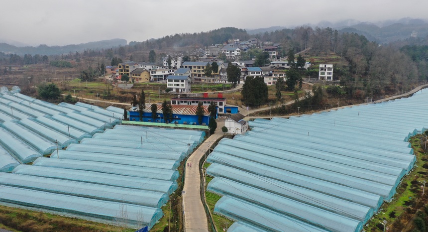 务川自治县分水镇过江社区草莓种植基地（无人机照片）。