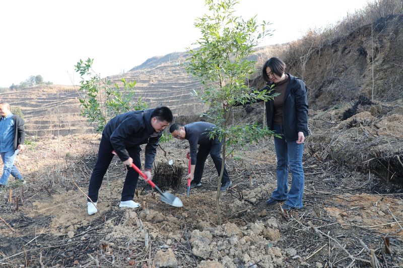 2月18日，石阡县干部群众正在参与义务植树活动。杨文美摄