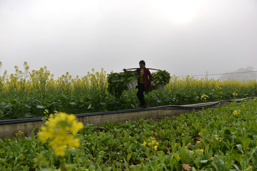 2月19日，寨蒿鎮三洲村村民擔著農具走過開滿油菜花的田間。