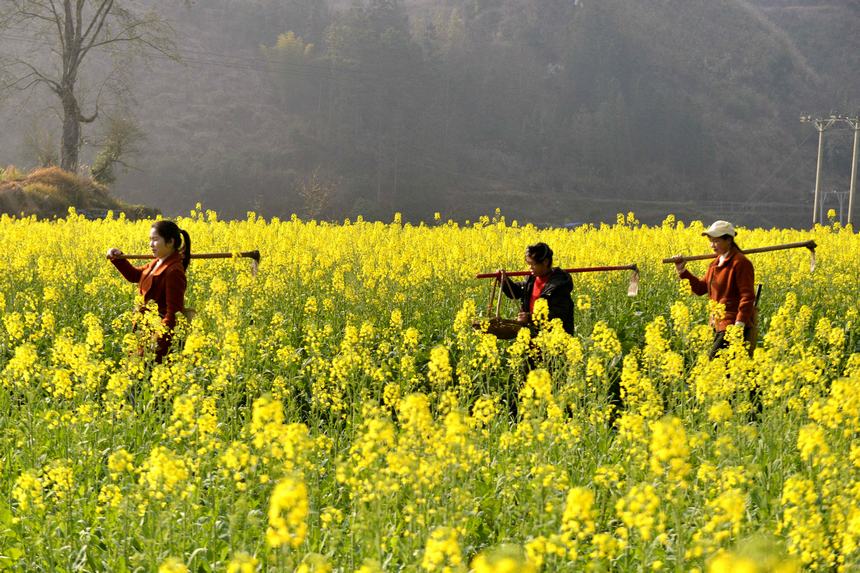 2月19日，寨蒿镇三洲村村民担着农具走过开满油菜花的田间。