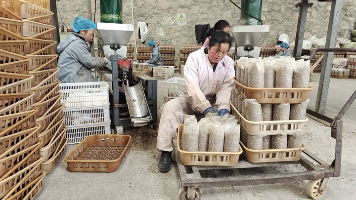 2月16日在乌蒙菌业食用菌种植基地工人们在拌料、上料、套袋、装袋、放种，有序栽培使用菌。