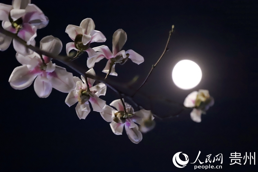 月光下的玉蘭花。人民網 顧蘭雲攝