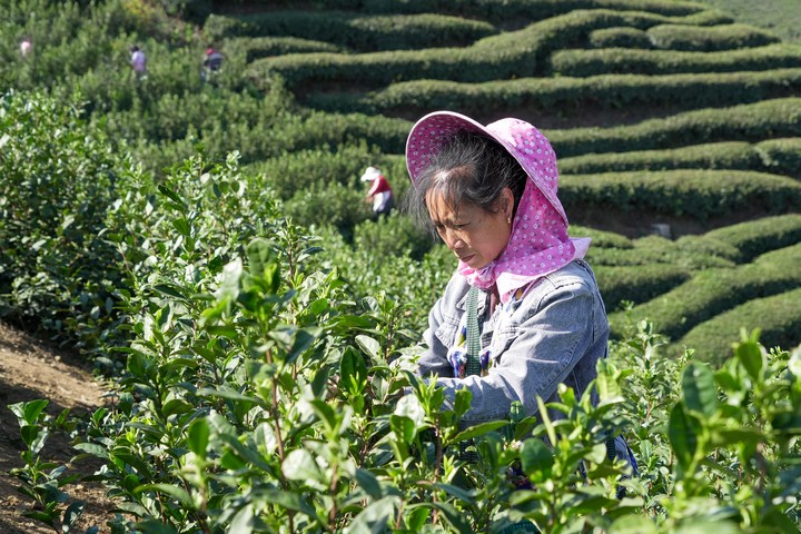 茶農採茶。