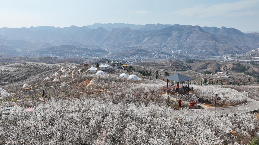 2024年2月21日，游客在贵州省毕节市纳雍县厍东关乡陶营村观赏樱桃花（无人机照片）。