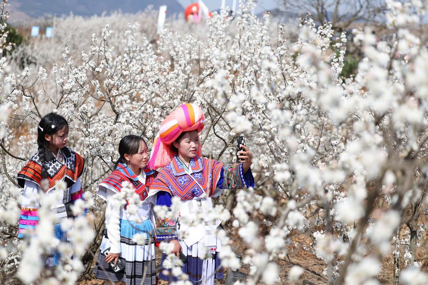 2024年2月21日，游客在贵州省毕节市纳雍县厍东关乡陶营村观赏樱桃花。