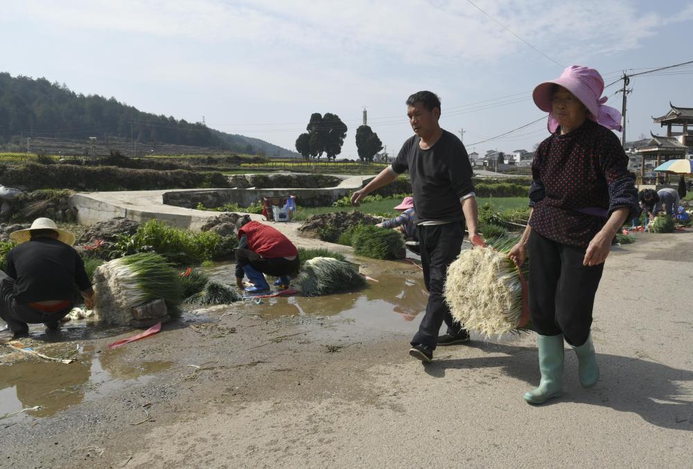 2024年2月21日，贵阳市花溪区黔陶乡农户搬运刚采收的香葱。新华社记者 胡星 摄