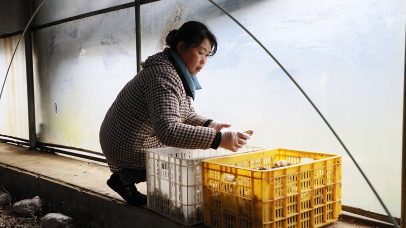 文閣社區太河村村民楊娟正在分揀羊肚菌