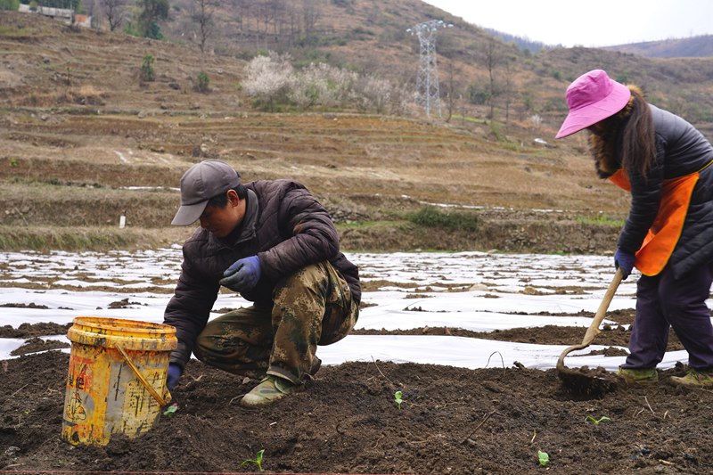 2024年2月26日，纳雍县沙包镇下木村，村民夏发银家在移栽小瓜苗。江婵 摄