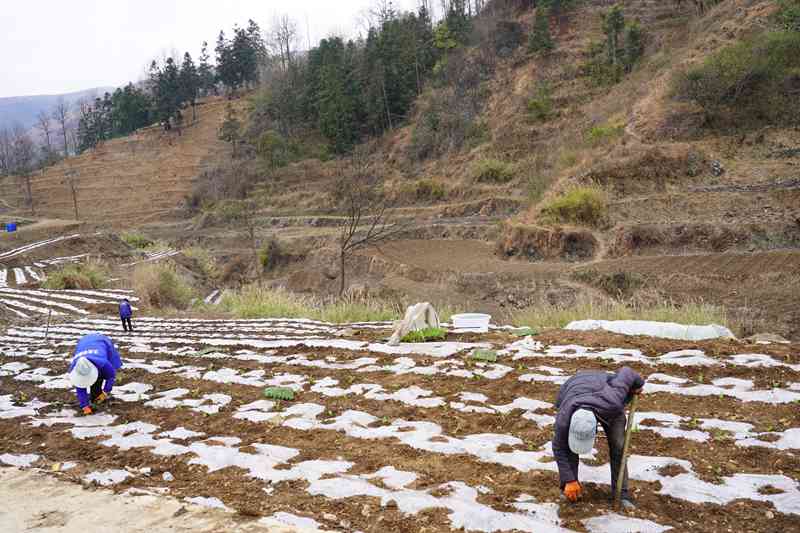 2024年2月26日，纳雍县沙包镇下木村，村民在地里移栽糯玉米苗。江婵 摄