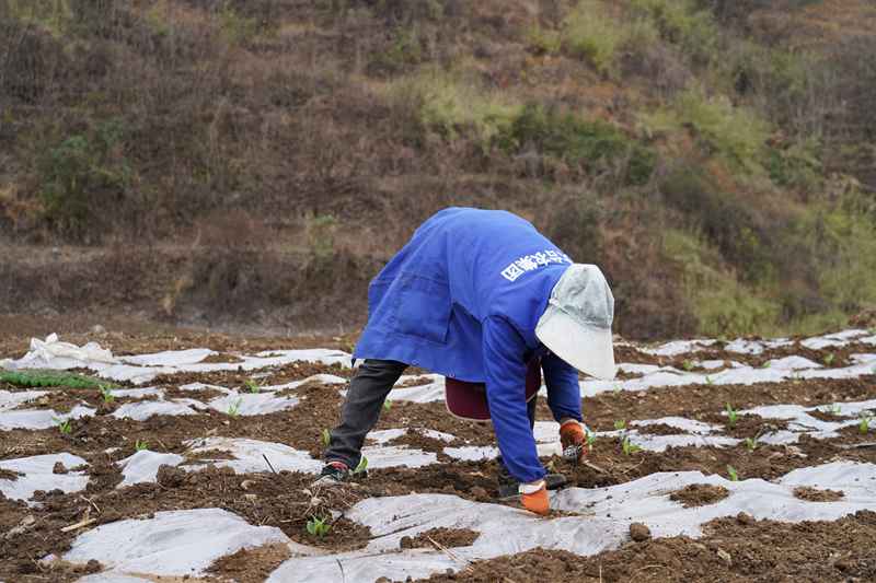 2024年2月26日，纳雍县沙包镇下木村，村民正在移栽糯玉米苗。江婵 摄