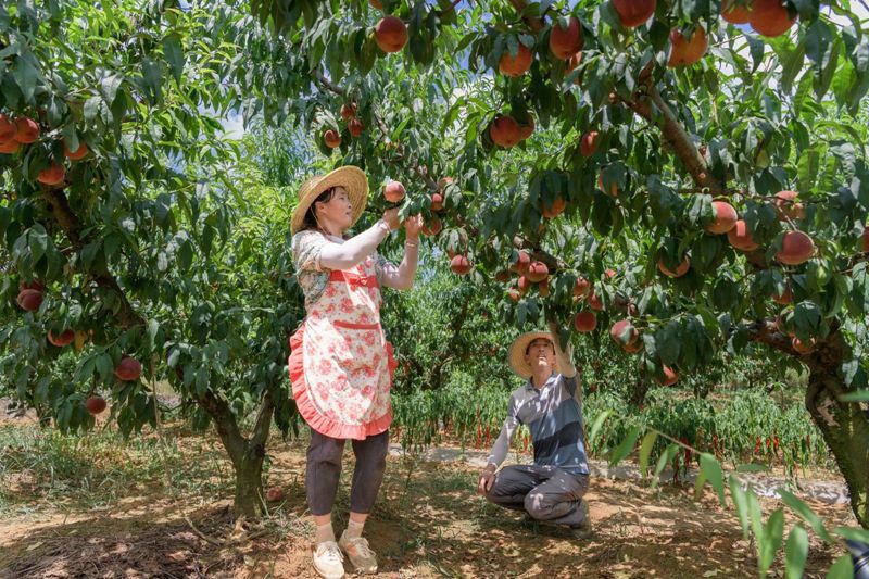 图片4桃农创新改良艳红桃，产量大增