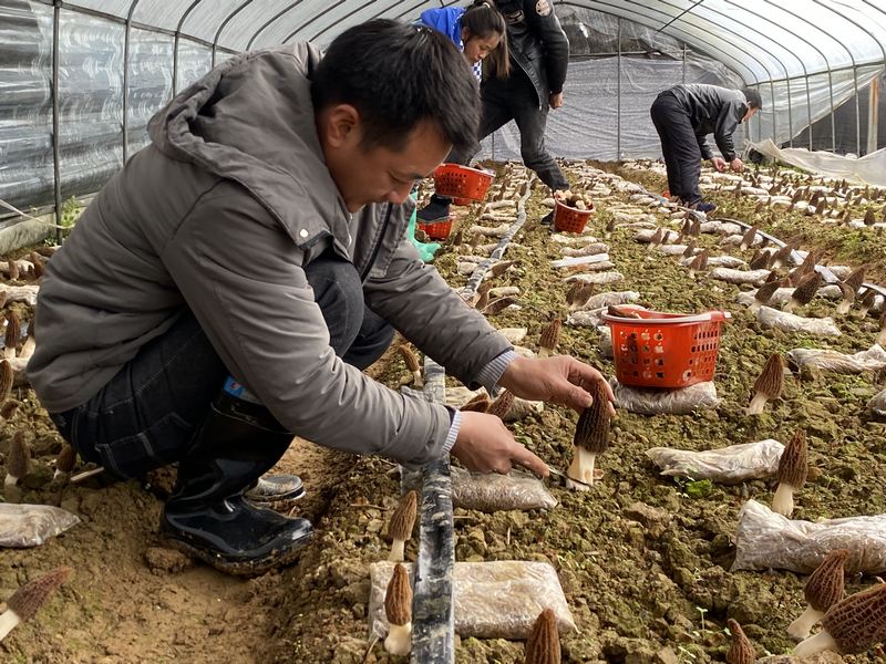 采收羊肚菌2（何敏摄）.jpg