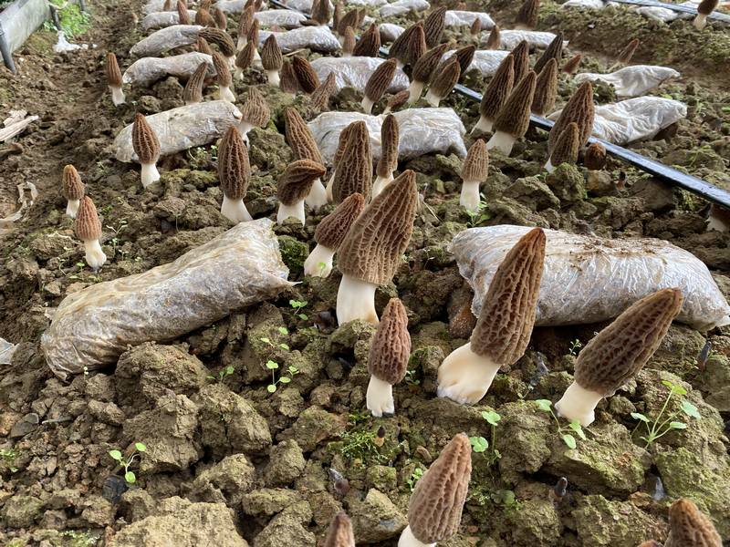 成片的羊肚菌2（何敏摄）.jpg