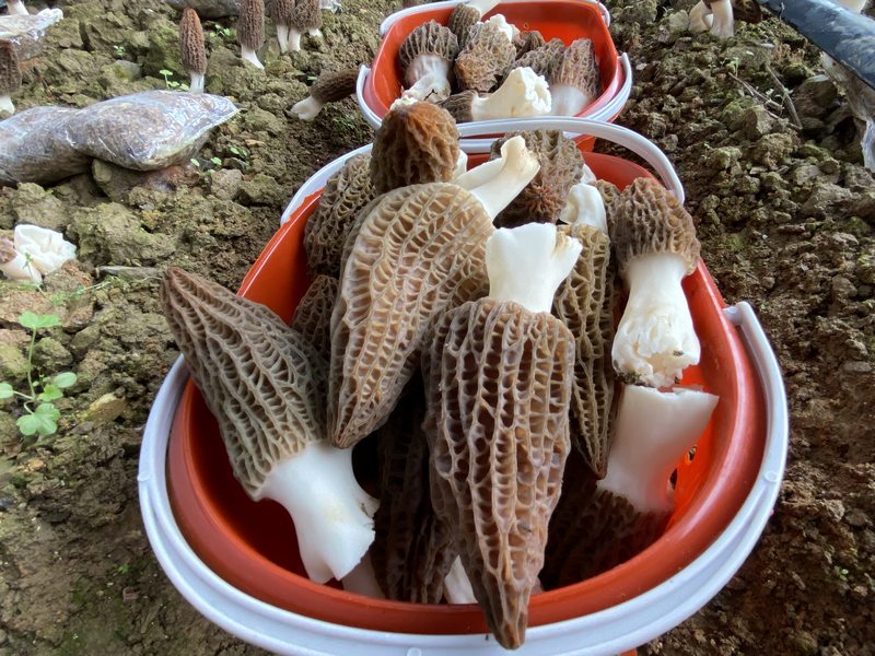 羊肚菌0（何敏摄）.jpg