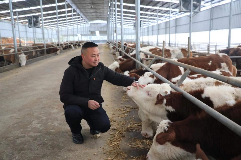 鄭培坤正在查看肉牛飼養情況。採訪者供圖.jpg