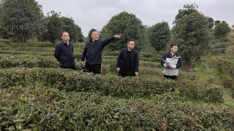 茶叶.jpg