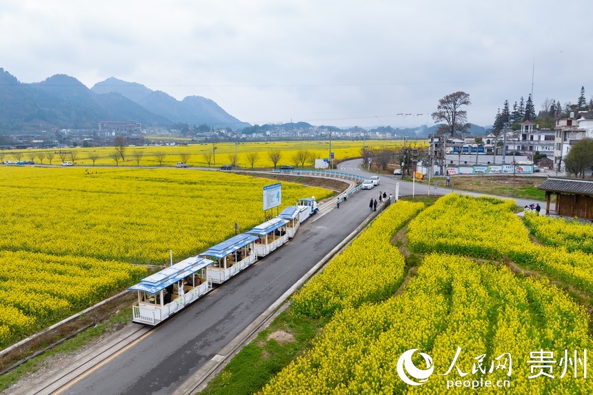 穿行在花海中的观光车。人民网记者 涂敏摄