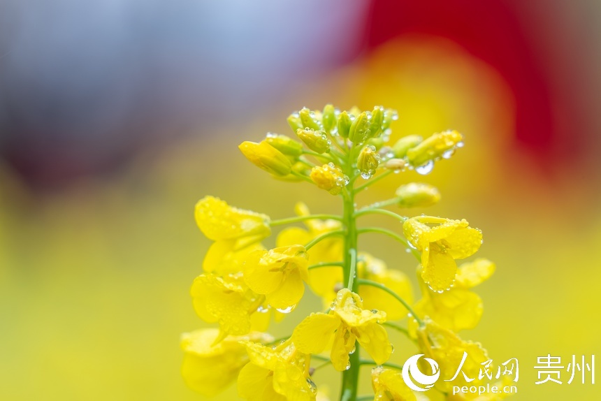 盛开的油菜花。人民网记者 涂敏摄