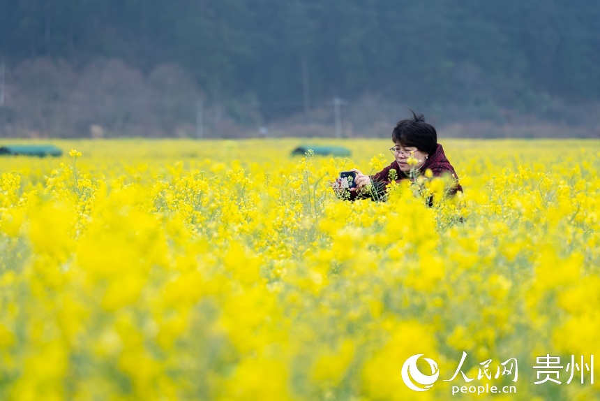 游客在油菜花中拍照。人民网记者 涂敏摄