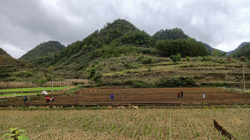 农户们正在地里播种。