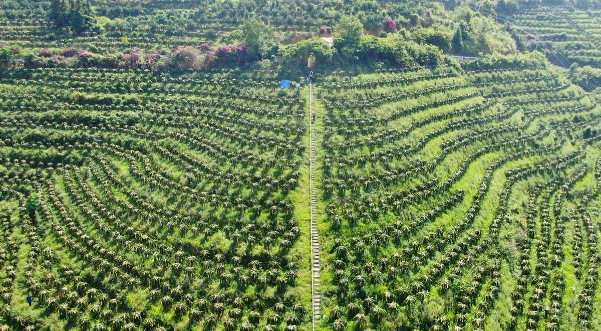 罗甸县火龙果种植基地一角。