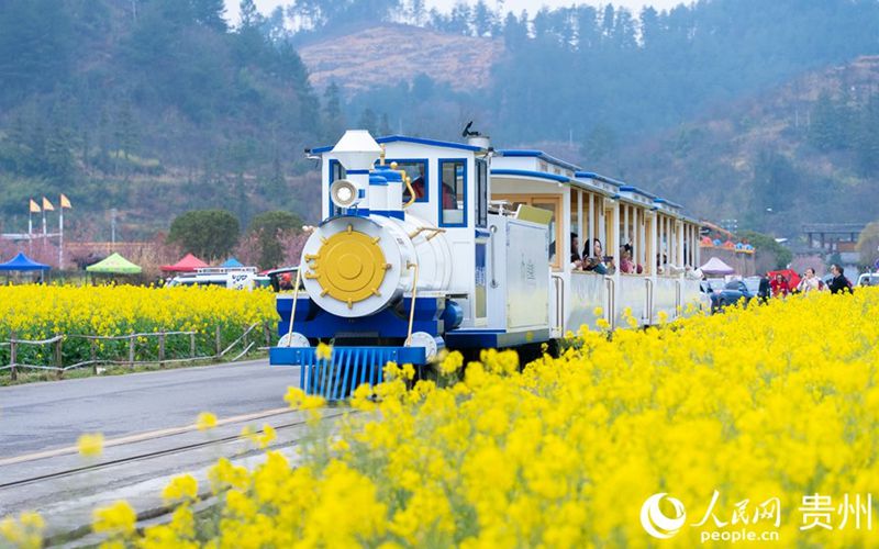 贵州贵定：油菜花开醉游人