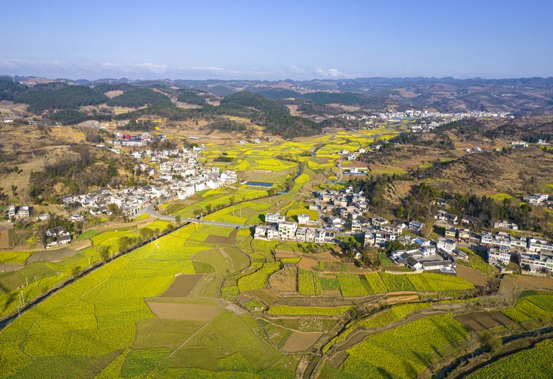 2024年3月5日，貴州省黔西市洪水鎮新橋村千畝盛開的油菜花（無人機照片）。