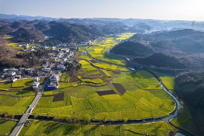 2024年3月5日，贵州省黔西市洪水镇新桥村千亩盛开的油菜花（无人机照片）。