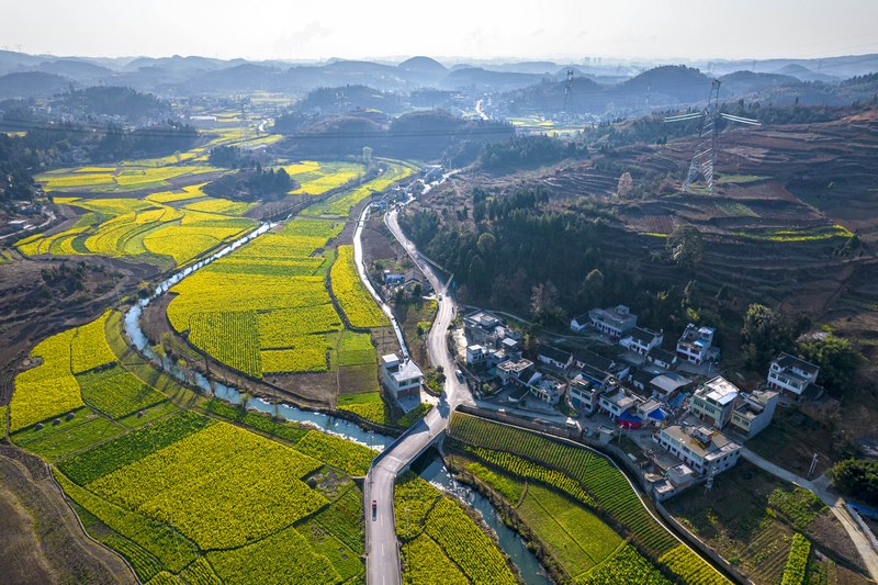 2024年3月5日，贵州省黔西市洪水镇新桥村千亩盛开的油菜花（无人机照片）。