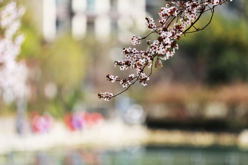 2024年3月5日，群眾在貴州省黔西市陽光城杜鵑湖畔游河賞花。