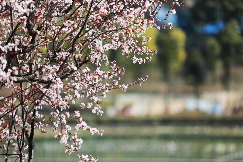 2024年3月5日，群众在贵州省黔西市阳光城杜鹃湖畔游河赏花。 