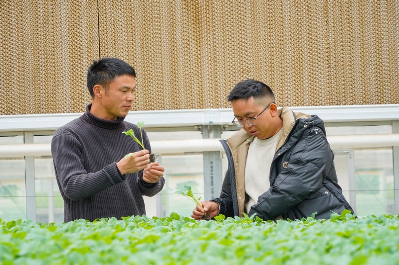 3月6日，在威宁县江楠育苗中心，负责人严天飞在和客户介绍菜苗长势。