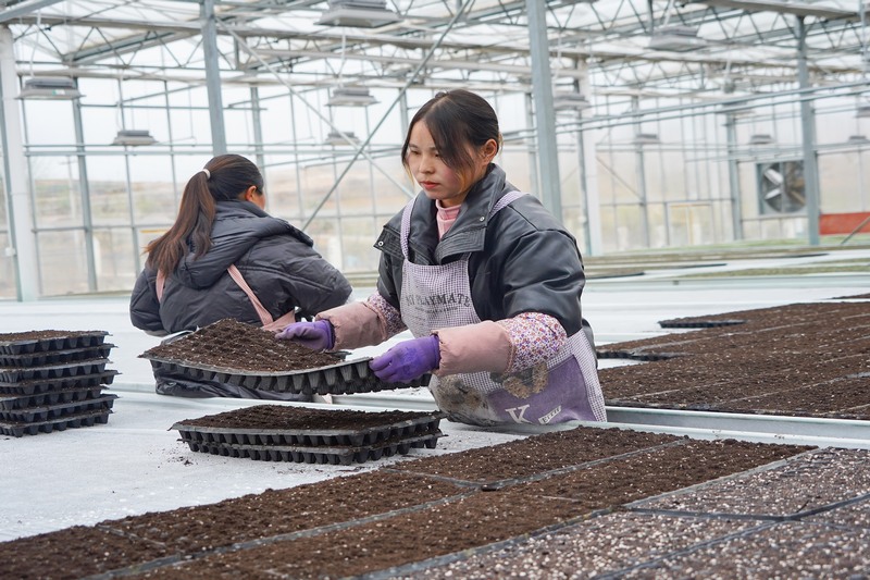 3月6日，在威寧縣江楠育苗中心，務工群眾在把播好種的營養盤擺到苗床上。