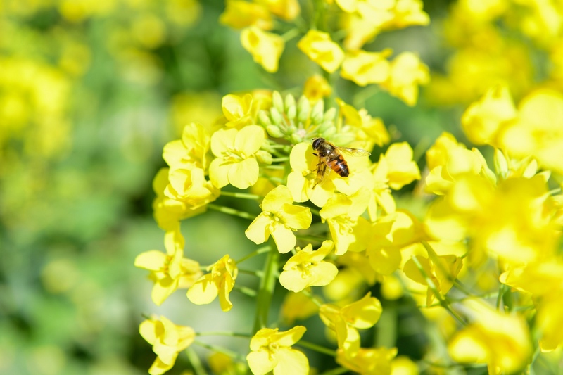 6 蜜蜂忙于花朵间，采集春天的馈赠。.jpg